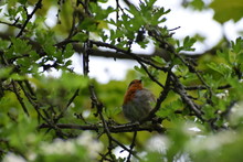 Robin Red Breast In A Tree