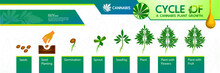 Cycle Of A Cannabis Plant Growth Vector Illustration.