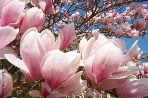 Plakat Magnolia  kwitnaca-magnolia
