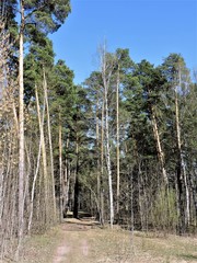 Wall Mural - View of spring forest