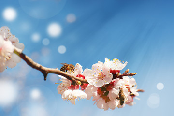 Wall Mural - Two bees on the flowers of trees. Spring flowers on the branches. Bees collect pollen for honey. Beautiful flowers of apricot tree against the blue sky.