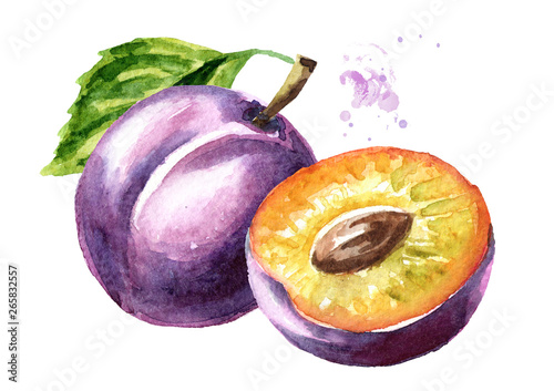 Cuadros en Lienzo Ripe plum watercolor hand drawn illustration isolated on white background