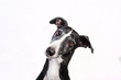 Portrait of a greyhound on white background