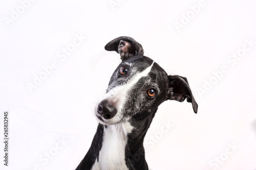 Fotografía Portrait of a greyhound on white background
