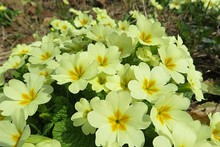 Beautiful Yellow Primula Flowers In The Garden In Spring, Closeup
