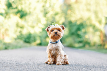 Wall Mural - close up portrait of pretty sweet small little dog Yorkshire terrier in collar staying outdoor ,summer sunny nature background