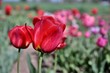 czerwony tulipan 