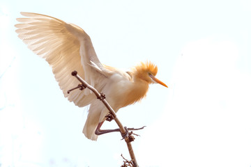 Egret bird sitting on Bamboo tree bushes isolated white background