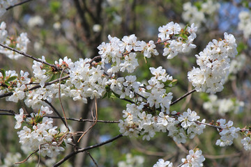 riot in spring flowering