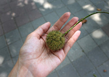 Chestnut Hand Plant