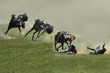 image composite de la chute d'un cavalier en france