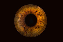 Human Brown Grey Eye Iris. Pupil In Macro On Black Background