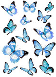 Fototapeta Koty - beautiful blue butterflies, isolated  on a white