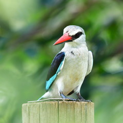 Wall Mural - woodland kingfisher halcyon senegalensis,Kruger national park,South Africa