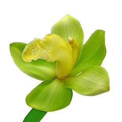 Poster - yellow green orchid flower isolated white background with clipping path. Flower bud on a green stem. Nature.