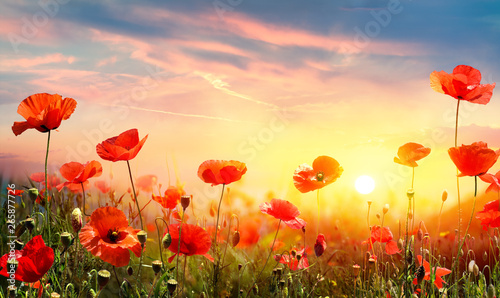 Fototapeta na wymiar Poppies In Field At Sunset