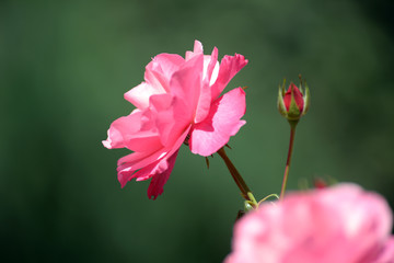 Wall Mural - Rose