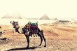 A camel in the desert of Giza in front of the Pyramids during the sandstorm
