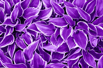 Ultra Violet background made of fresh leaves. Color of the year 2019. View from above