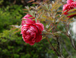 Paeonia suffruticosa - Superbe floraison de pivoine arbustive ou pivoine arborescente aux grosses fleurs de couleur rouge