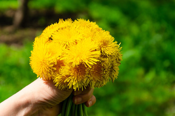 Hand with bright bouquet of yellow dandelions