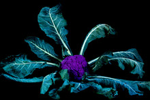 Close Up Of A Freshly Harvested Purple Cauliflower On Black Background.