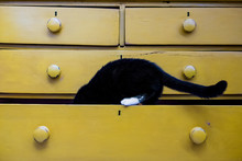 Close Up Of Black Cat With White Paw In Drawer Of A Yellow Chest Of Drawers.