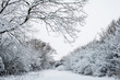 © Mint Images - View along a rural road lined with snow-covered trees.,Aston Rowant