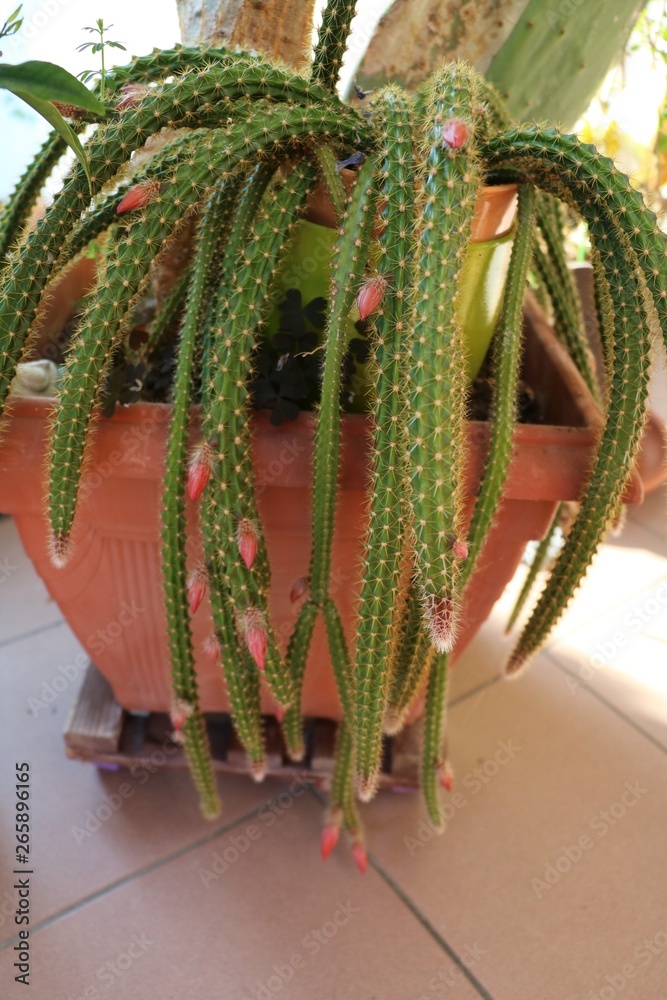 from seed to plant gail gibbons From Seed to Plant main image 1