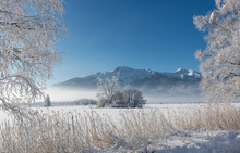 Germany, Upper Bavaria, Kochel, Trees And Shore Grass Covered With Frost In Winter