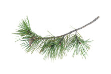 Green Pine Spruce Tree Branch Isolated On White Background.