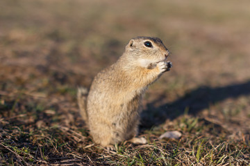 European ground squirrel standing in the field. Spermophilus citellus wildlife scene from nature. European souslik eating on meadow