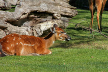West African Sitatunga Resting On The Ground