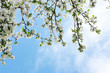 © Amarievikka - Photo of a blossoming apple tree against the blue sky. Spring White Flowers of Apple
