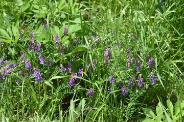 Poster - Vicia villosa blossoms