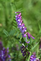 Poster - Vicia villosa blossoms