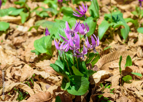 カタクリの花 秋田県仙北市 Acheter Cette Photo Libre De Droit Et Decouvrir Des Images Similaires Sur Adobe Stock Adobe Stock カタクリの花 秋田県仙北市 Acheter Cette Photo Libre De Droit Et Decouvrir Des Images Similaires Sur Adobe Stock Adobe Stock