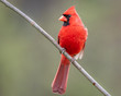 Red male cardinal sitting on a perch. 