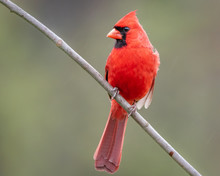 Red Male Cardinal Sitting On A Perch. 