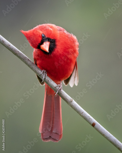 Fotomural Curious Cardinal looking around from perch