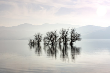 trees rising from the middle of the lake 