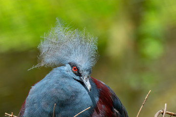 Wall Mural - Blue Crowned Pigeon (Goura cristata), Native to Papua New Guinea	