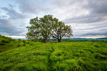 Wall Mural - Mount Diablo State Park 