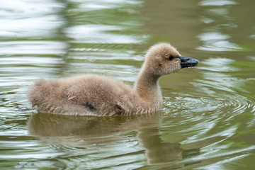 Wall Mural - Baby Black Swan (Cygnus atratus), Native to Australia