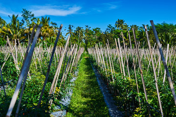 Wall Mural - Organic of pepper farm. Travel to natural places. Outdoor recreation. Landscapes on the road. Background image.