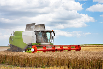 Combine harvester harvests golden wheat. Agriculture!