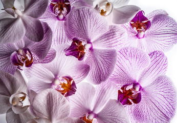 Canvas Print - the background from pink orchid