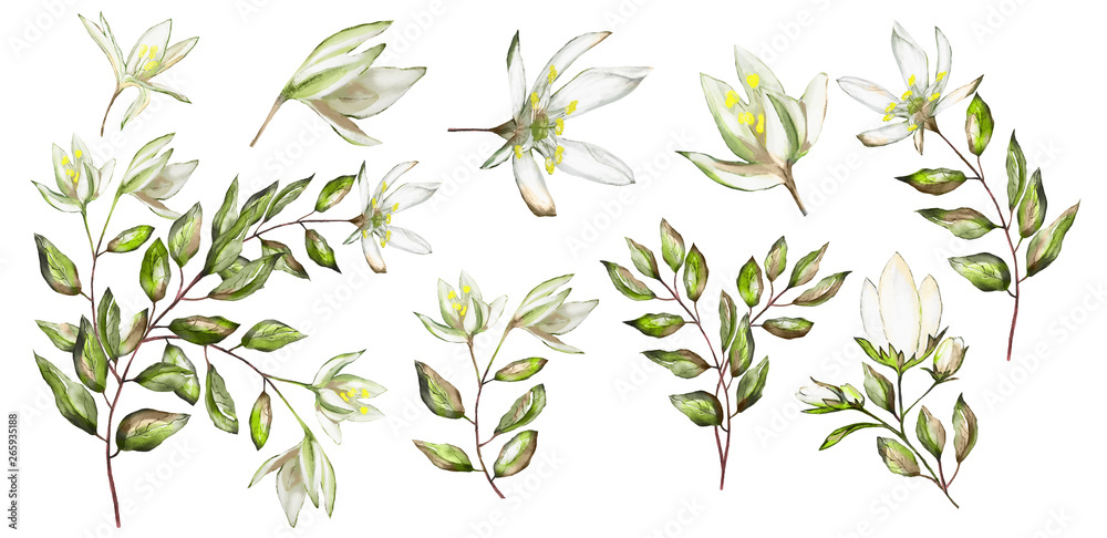 Watercolor illustration. Botanical collection.  Set: leaves, flowers,branches, herbs and other natural elements. White flower. - obrazy, fototapety, plakaty 