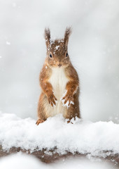 Wall Mural - red squirrel in snow with a white snow background.