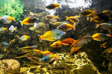 Boeseman's Rainbowfish - Melanotaenia Boesemani
